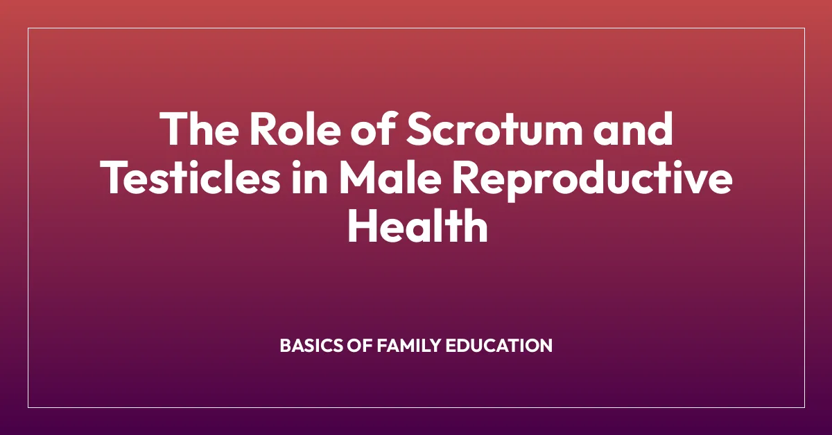 The Role of Scrotum and Testicles in Male Reproductive Health